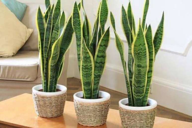 8. Plantas pequenas na sala de estar – Via: Pinterest