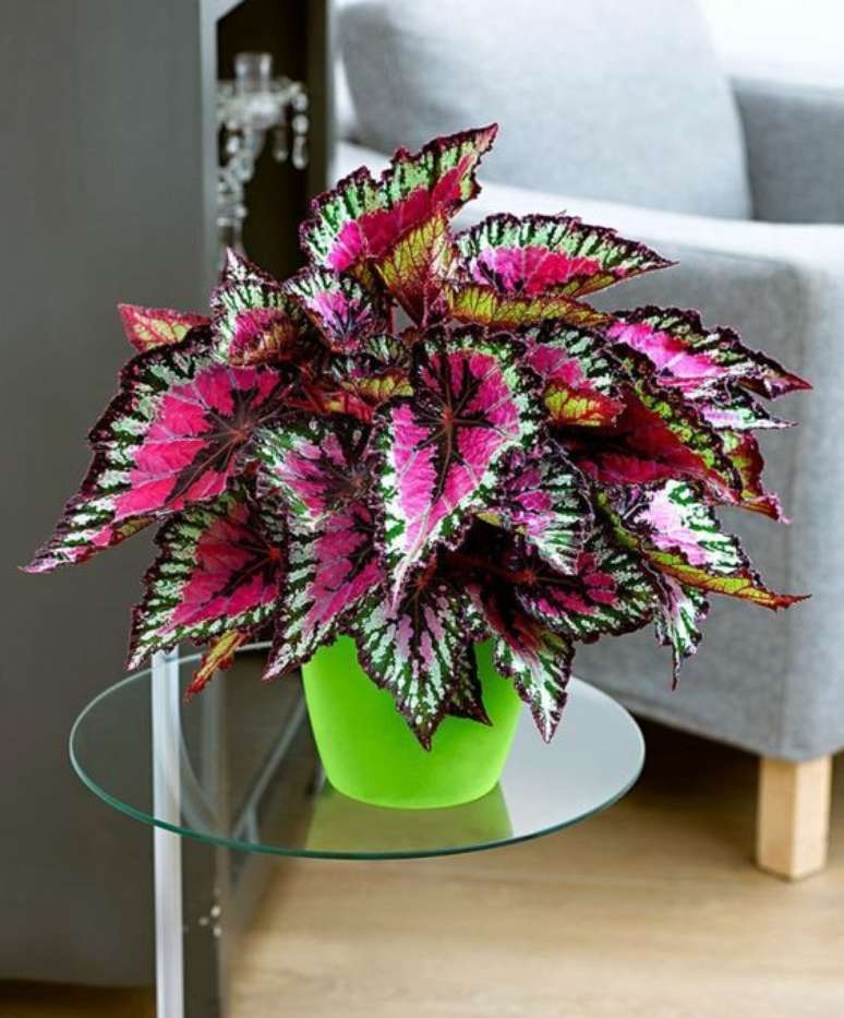 5. A begonia é uma das plantas pequenas mais bonitas para decorar a sala de estar – Via: Freshdeen