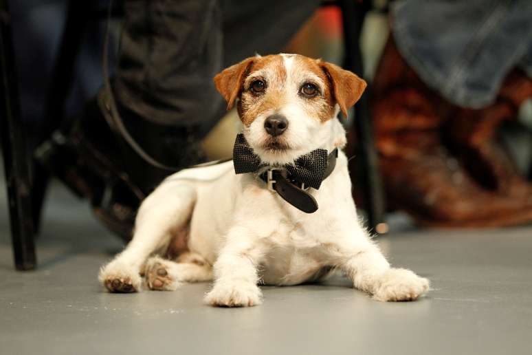 Uggie participa de cerimônia em Los Angeles
31/01/2012
REUTERS/Mario Anzuoni/File Photo