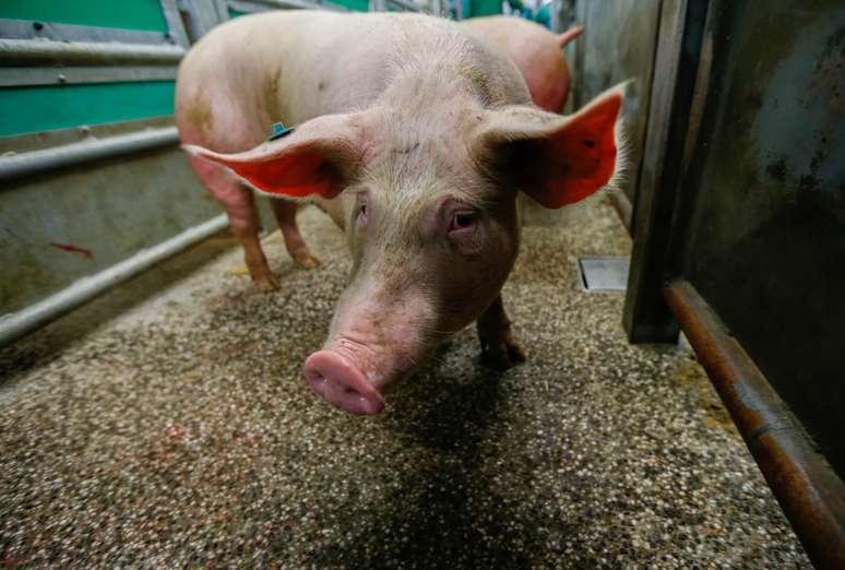 Um porco &eacute; visto em um recinto. 28/01/2019. REUTERS/Michaela Rehle. 
