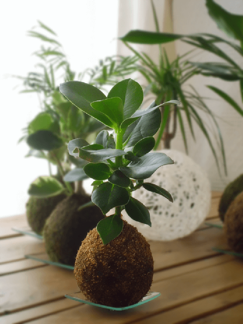 33. Kokedama com clusia – Via: Pinterest