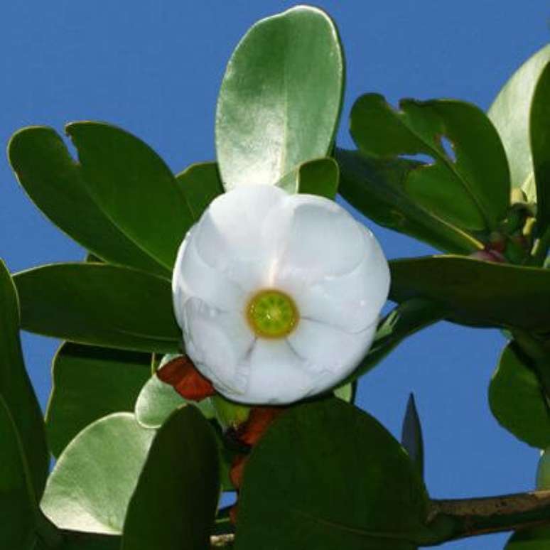 40. Clusia com flor branca – Via: Pinterest