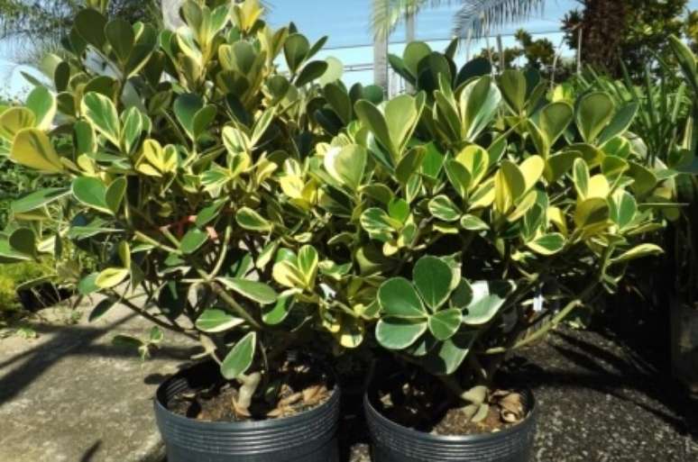 8. Mudas de clusia variegata no jardim – Via: Pinterest