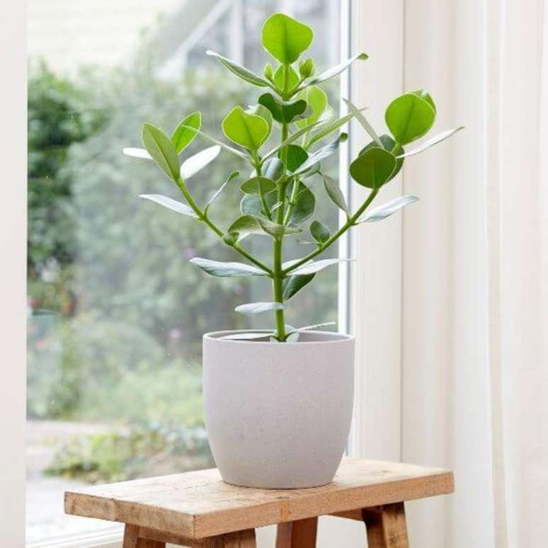 1. A planta clusia precisa de uma boa iluminação – Via: Pinterest