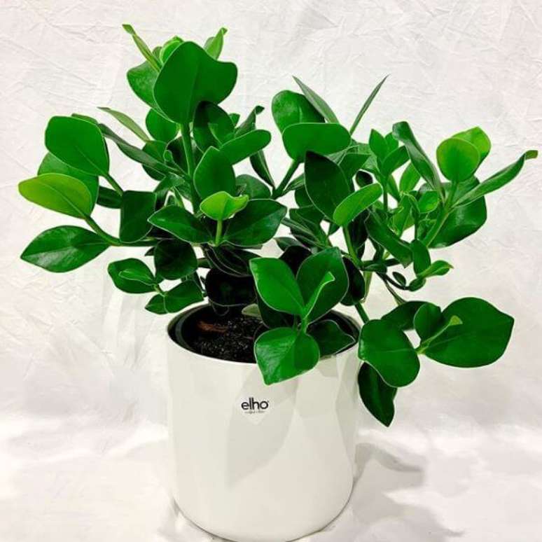 20. Vaso braco com clusia verde – Via: Pinterest