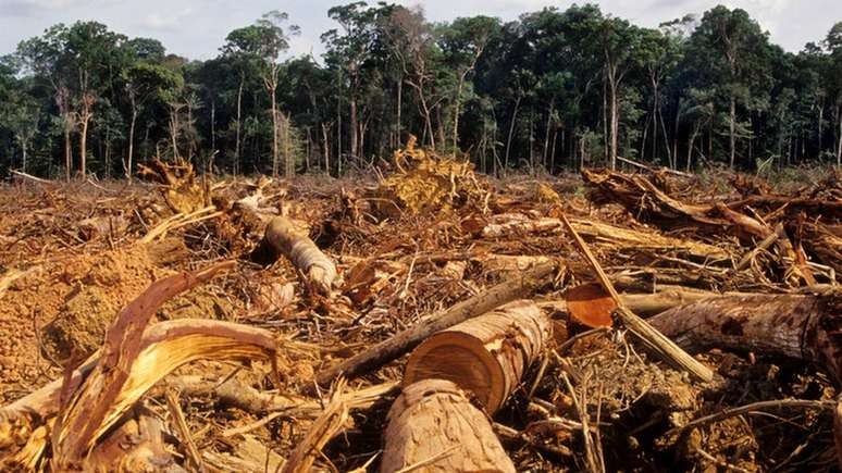 Pesquisador diz que agricultores podem ser aliados na proteção da Amazônia