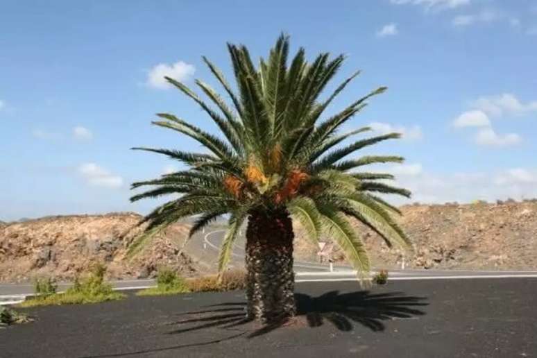 19. A Palmeira-das-canárias é muito usada no projeto paisagística de parques e praças. Fonte: Pinterest