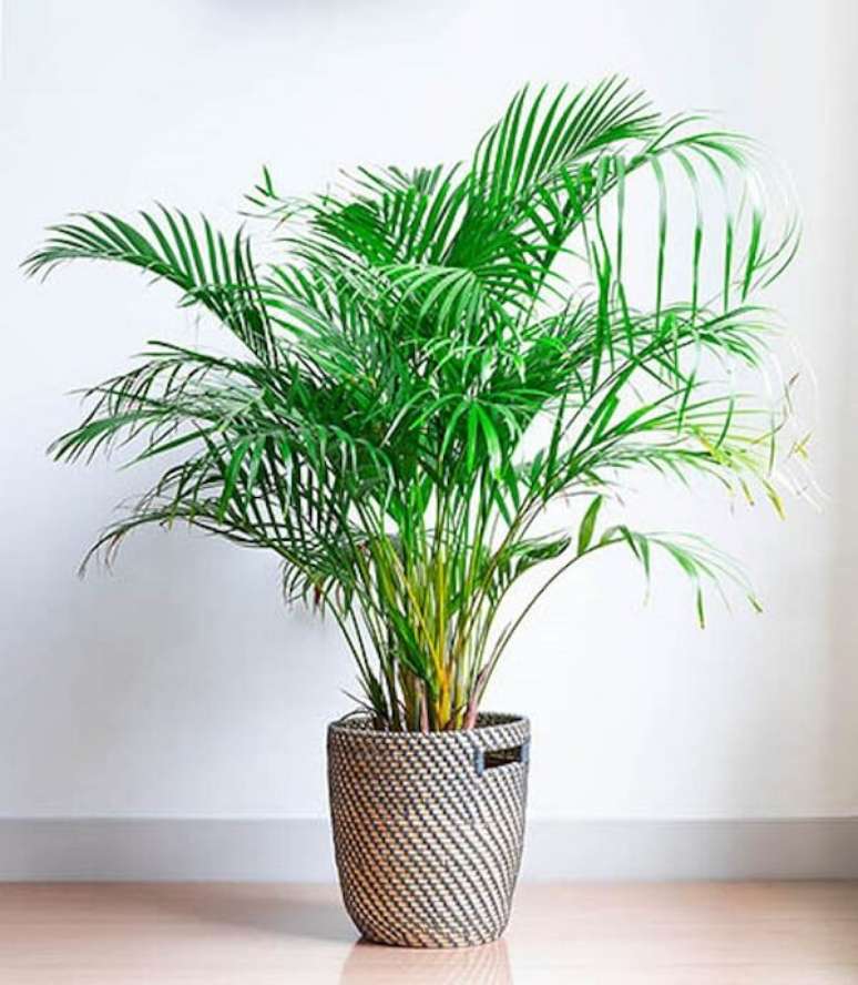 37. Mini coqueiro de jardim da espécie areca-bambu em vaso. Fonte: Pinterest