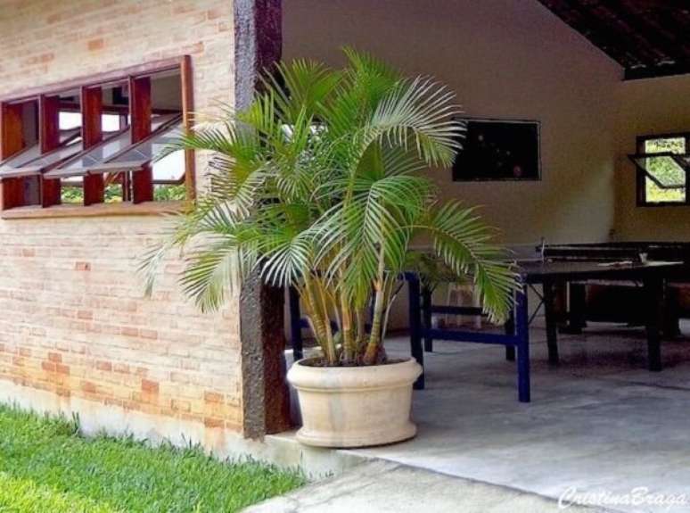 35. Mini coqueiro de jardim da espécie areca-bambu na entrada de casa. Fonte: Pinterest