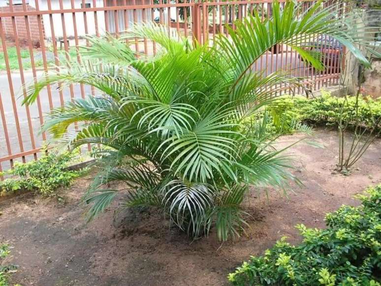 50. Muda de coqueiro de jardim plantada no terraço da casa. Fonte: Jardinagem e Paisagismo