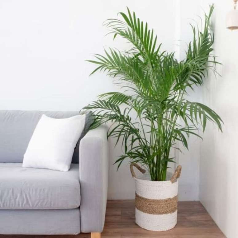 44. O coqueiro de jardim da espécie areca-bambu decora a sala de estar. Fonte: Doce Obra