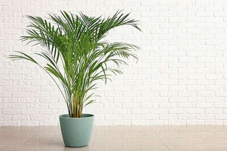 3. O coqueiro de jardim da espécie areca bambu não é uma indicada para ambientes com ar condicionado. Fonte: Pinterest