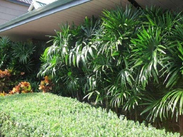47. O coqueiro de jardim da espécie ráfia também é muito utilizada como um tipo de revestimento para parede. Fonte: Mundo das Tribos