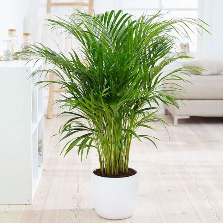 29. O coqueiro de jardim em vaso da espécie Areca Bambu se multiplica com facilidade. Fonte: Pinterest