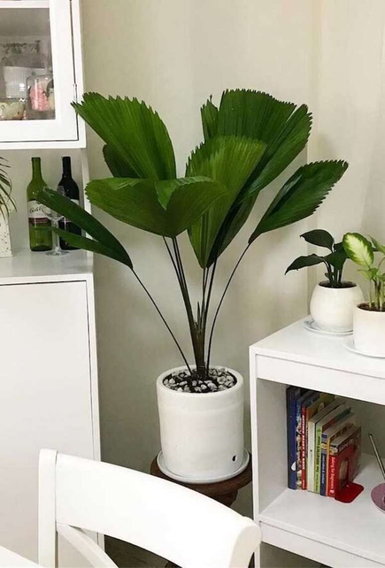 24. Coqueiro de jardim da espécie leque em sala de estar em vaso branco. Fonte: Pinterest