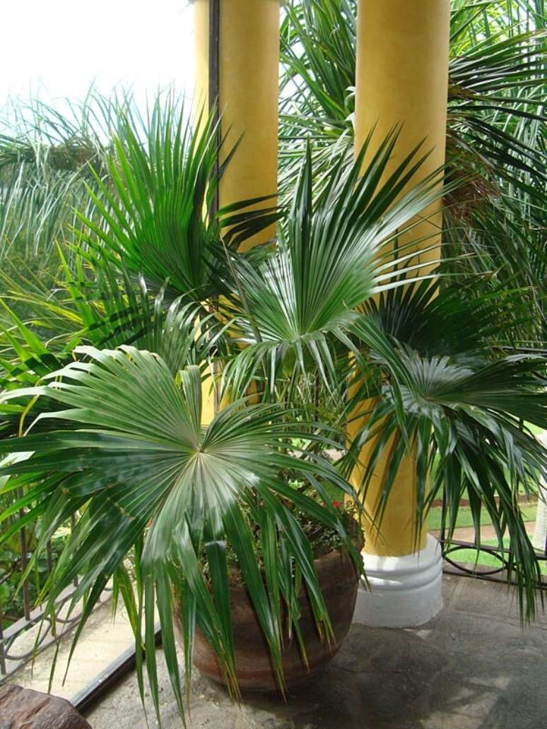 12. Varanda decorada com palmeira leque da china. Fonte: Pinterest