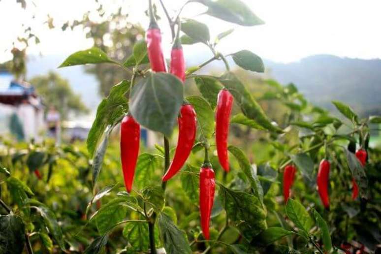 4. Aprenda como plantar pimenta malagueta para fazer receitas deliciosas – Via: Sitio da Mata