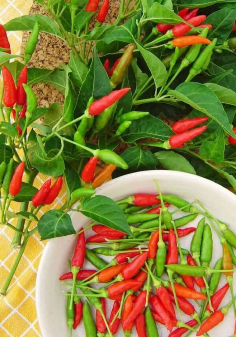 2. Siga as dicas de como plantar pimenta para ter um resultado maravilhoso – Via: Pinterest