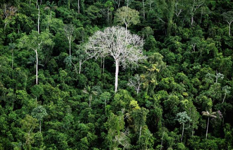 Perdas de floresta virgem contabilizadas por relatório podem ser, em muitos casos, a degradação, momento inicial de um processo de desmatamento