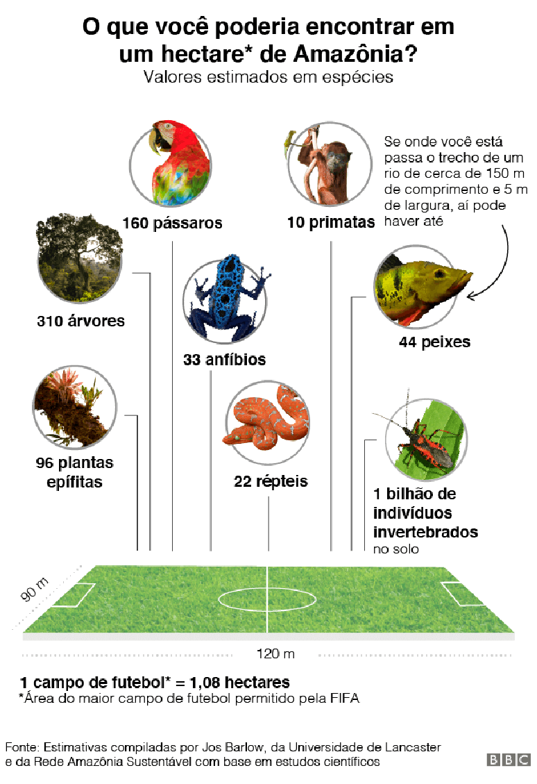 gráfico do que é possível encontrar em um campo de futebol