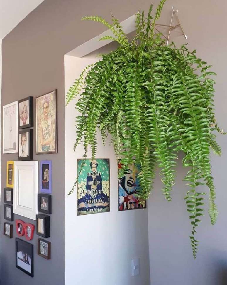 7. A samambaia é uma das plantas mais queridas para decorar a casa – Foto: Pinterest