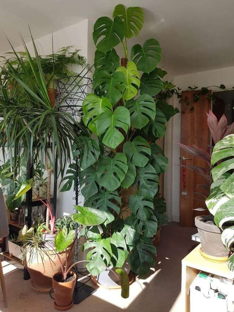 8. Decoração para urban jungle com vários tipos de plantas e folhagens – Foto: Pinterest