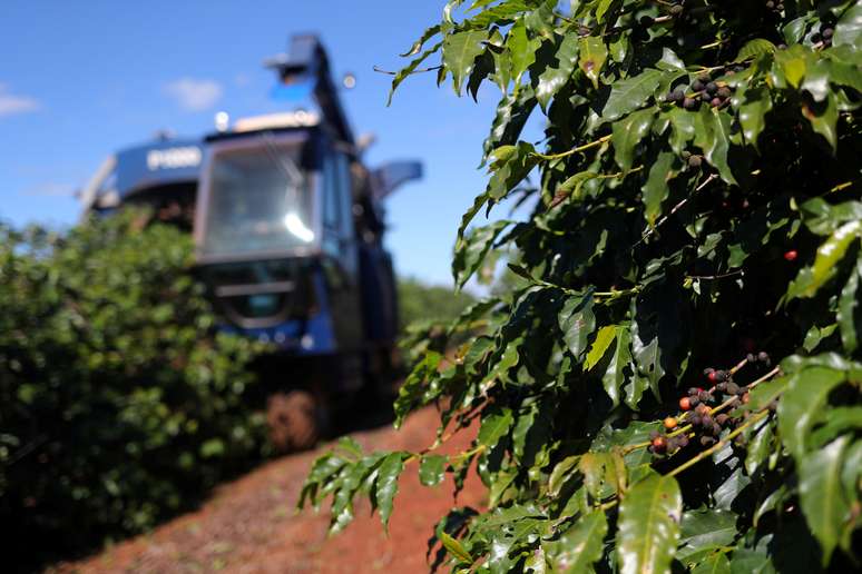 Colheita de caf&eacute; em S&atilde;o Jo&atilde;o da Boa Vista (SP) 
06/06/2019
REUTERS/Amanda Perobelli