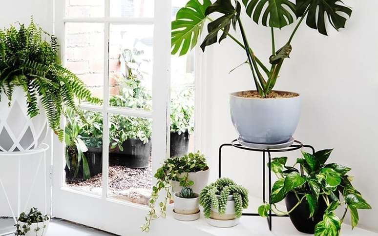 Plantas dispostas em um cômodo de uma casa