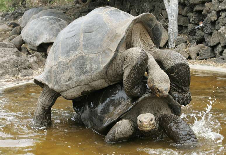 Tartarugas gigantes nas ilhas Galápagos
29/04/2007
REUTERS/Guillermo Granja