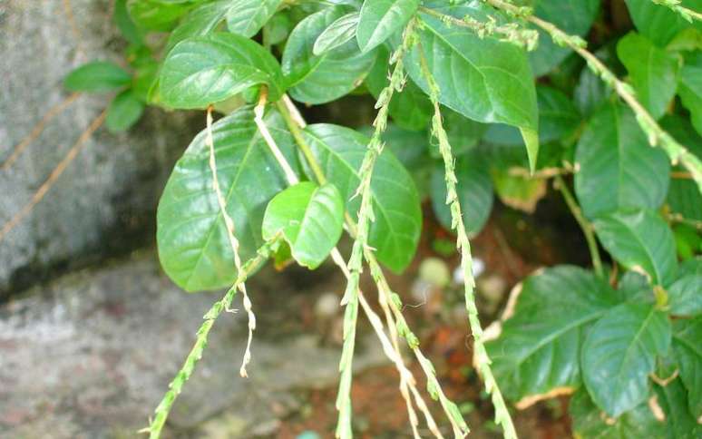 Guiné é uma planta conhecida por criar barreiras de proteção - Crédito: Toluaye/Wikimedia Commons