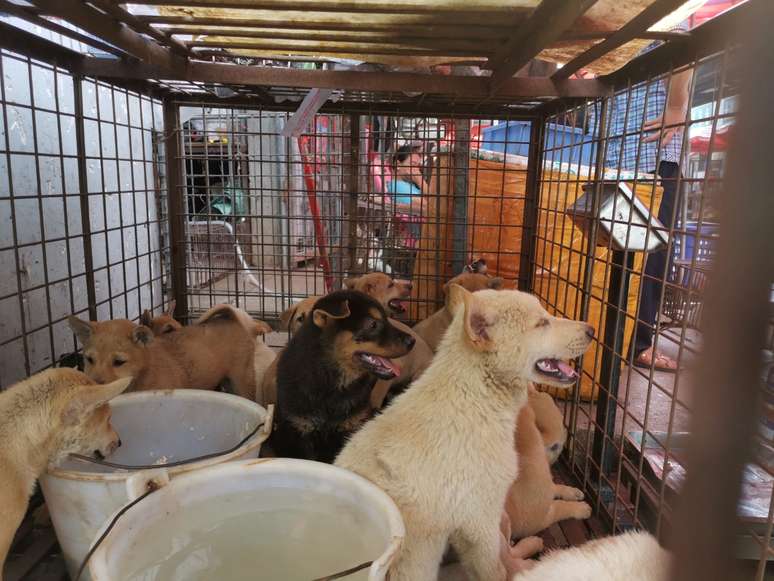 Filhotes de cachorro em gaiola em mercado de Yulin
22/06/2020
Humane Society International/Divulgação via REUTERS