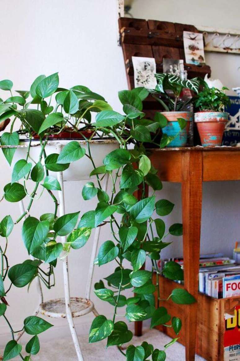 41. Planta jiboia na sala de estar moderna – Via: Pinterest