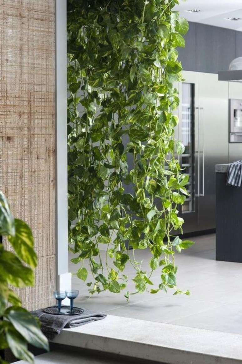 42. Cozinha moderna decorada com planta jiboia – Via: Pinterest