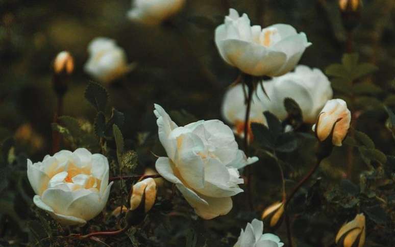 A rosa branca pode prevenir doenças e melhorar a aparência da pele - Crédito: Irina Iriser/Pexels