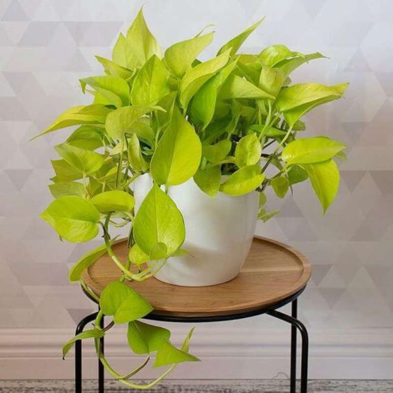 47. Banco decorado com planta jiboia &ndash; Via: Pinterest