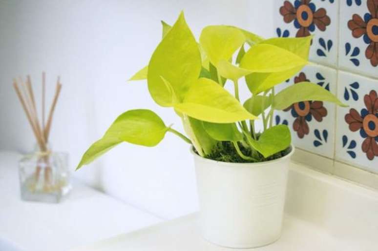 51. Decora&ccedil;&atilde;o de casa com planta jiboia &ndash; Via: Pinterest