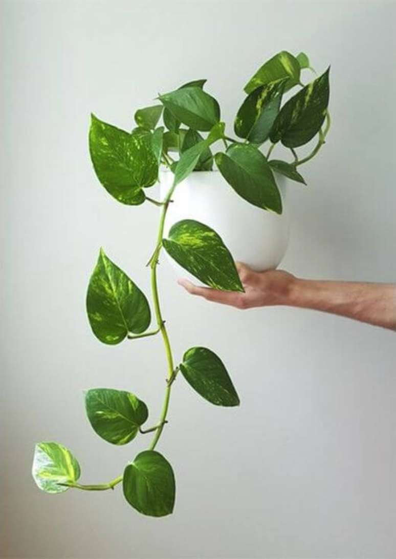 54. Planta jiboia na decora&ccedil;&atilde;o de casa &ndash; Via: Pinterest
