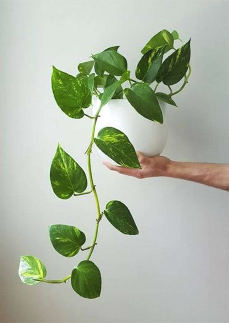 54. Planta jiboia na decoração de casa – Via: Pinterest