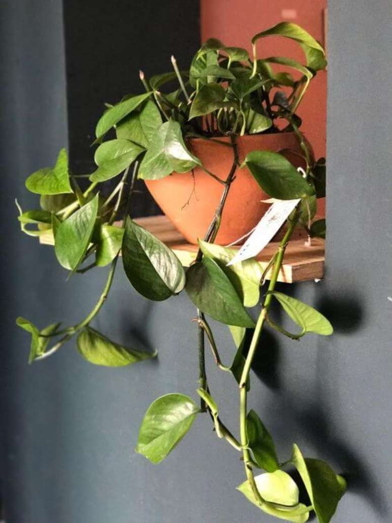 58. Vaso de planta jiboia na decoração de casa – Via: Pinterest