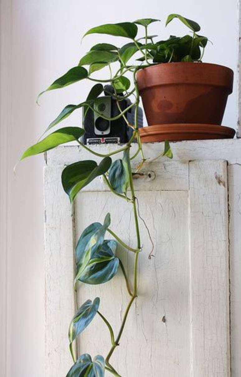 13. Planta jiboia na decoração rústica – Via: Pinterest