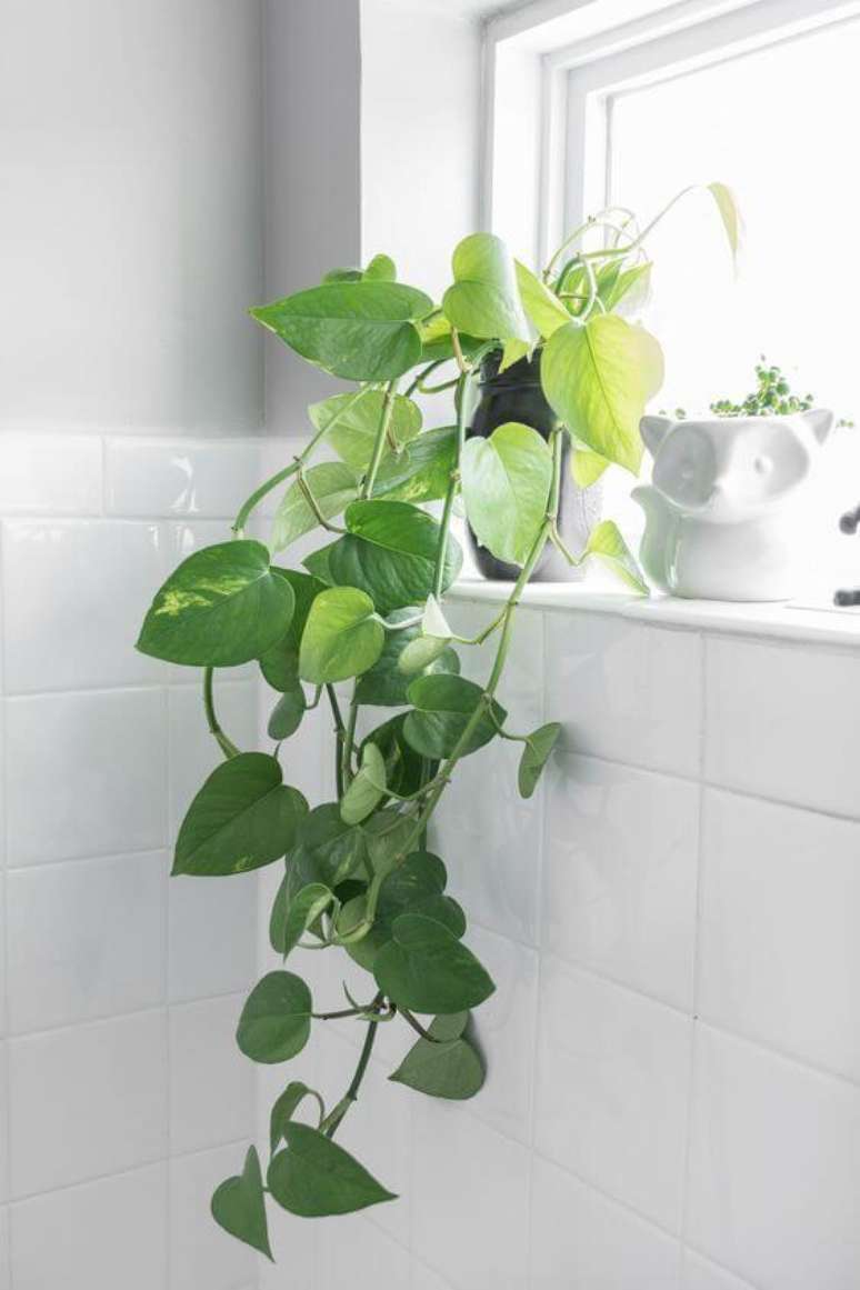 15. O banheiro também pode ter lindos vasos de planta jiboia na decor – Via: Pinterest