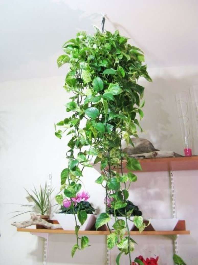 21. Planta jiboia na decoração de casa – Via: Pinterest