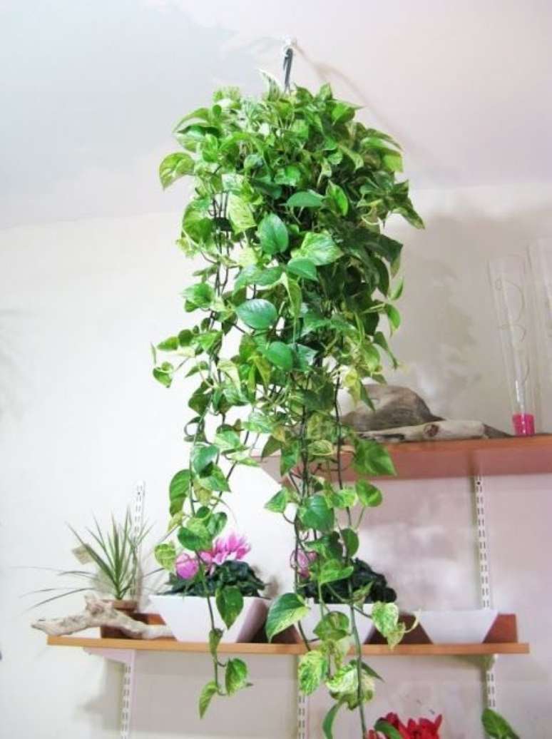 21. Planta jiboia na decora&ccedil;&atilde;o de casa &ndash; Via: Pinterest