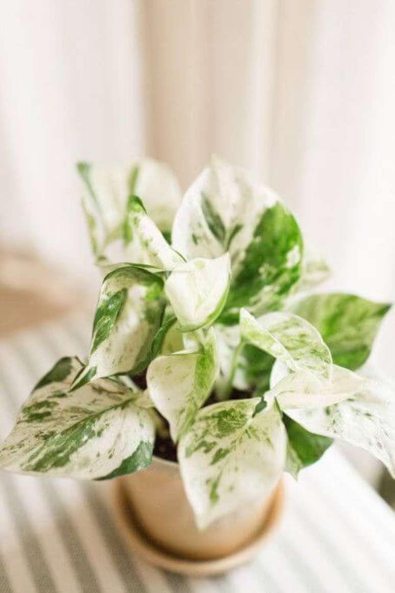 23. Planta jiboia pequeno na decora&ccedil;&atilde;o de casa &ndash; Via: Pinterest