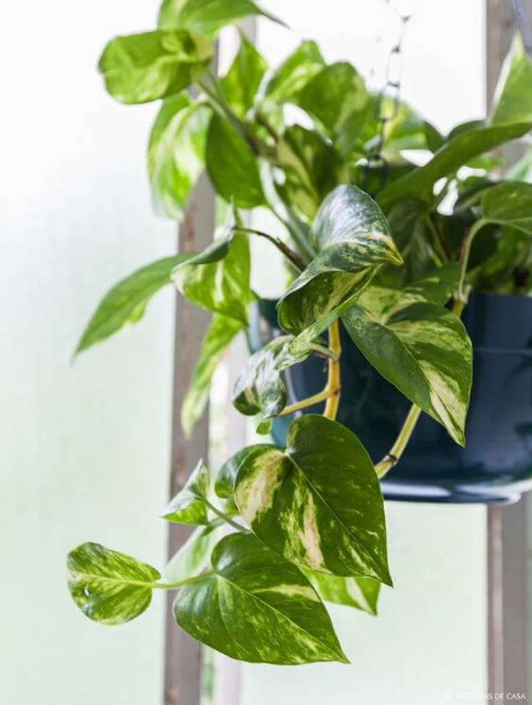 25. Use a planta jiboia para decorar os quatro cantos da sua casa – Via: Pinterest