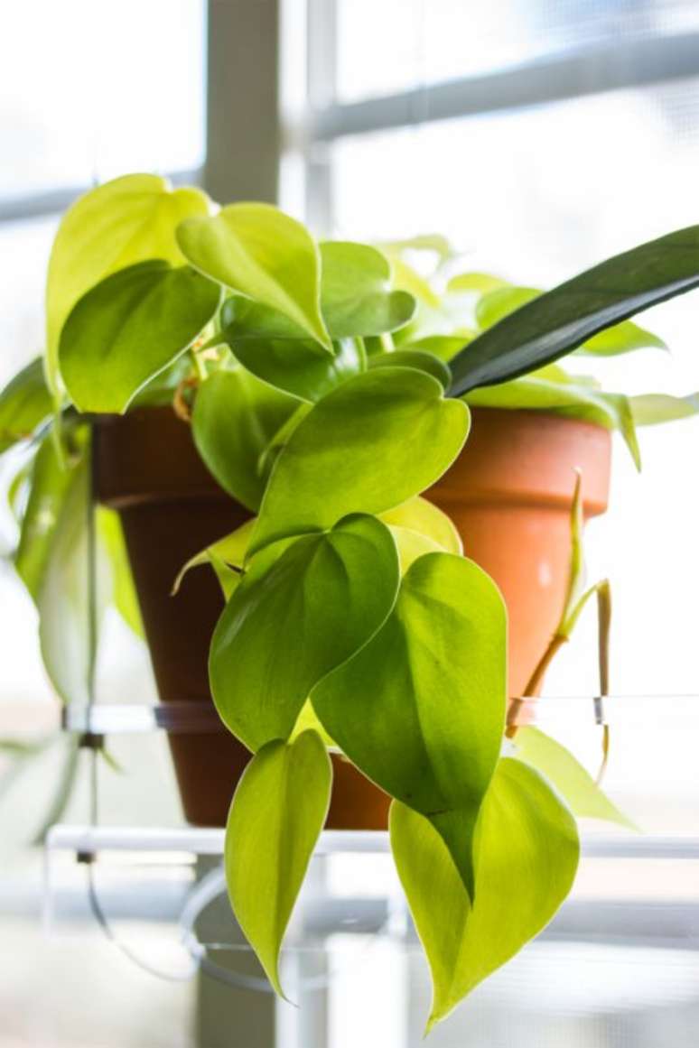 4. Planta jiboia amarela e vibrante na janela de casa – Via: Pinterest