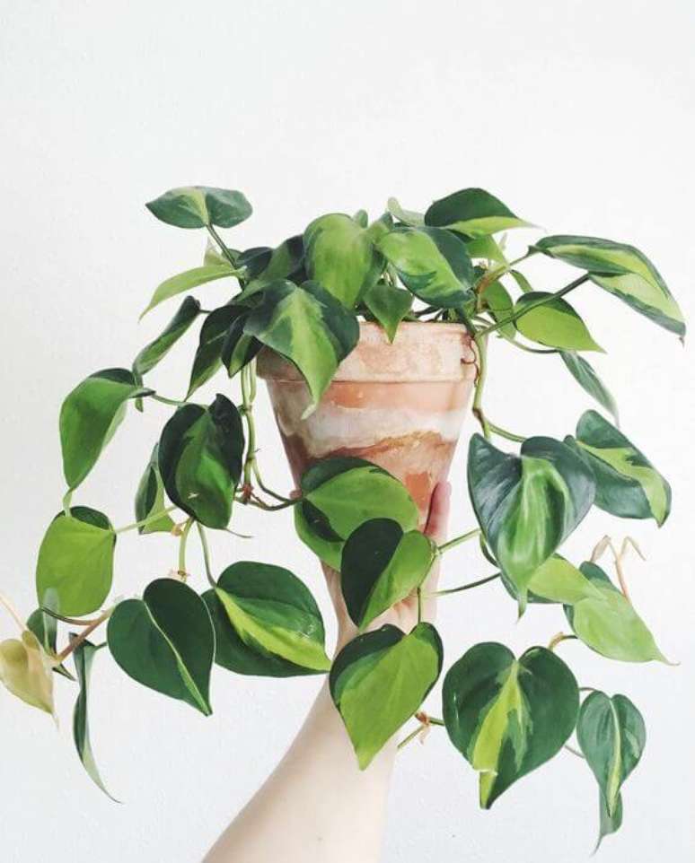 33. Planta jiboia no vaso r&uacute;stico &ndash; Via: Pinterest