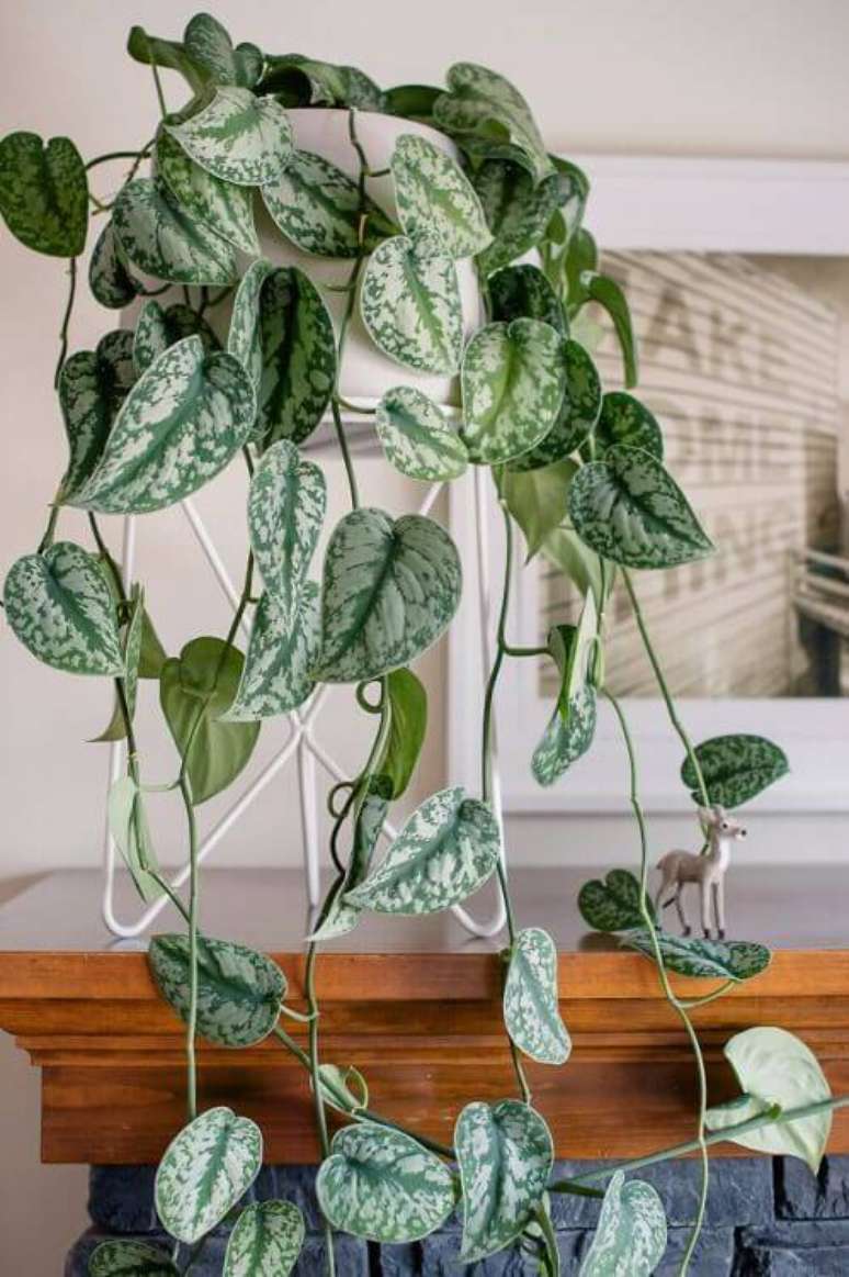 36. Use a jiboia para decorar a sala de estar – Via: Pinterest