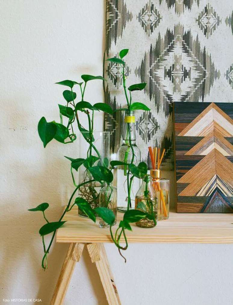 37. Siga o passo a passo de como plantar jiboia para ter plantas lindas em casa &ndash; Via: Hist&oacute;rias de casa