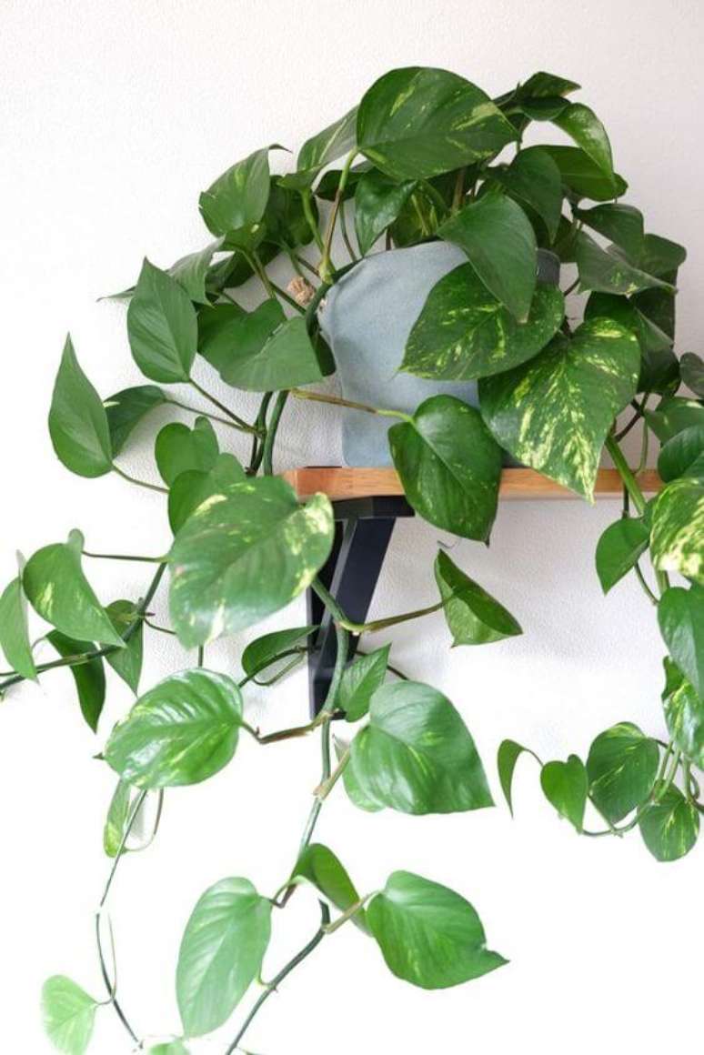 32. Prateleira com planta jiboia &ndash; Via: Pinterest